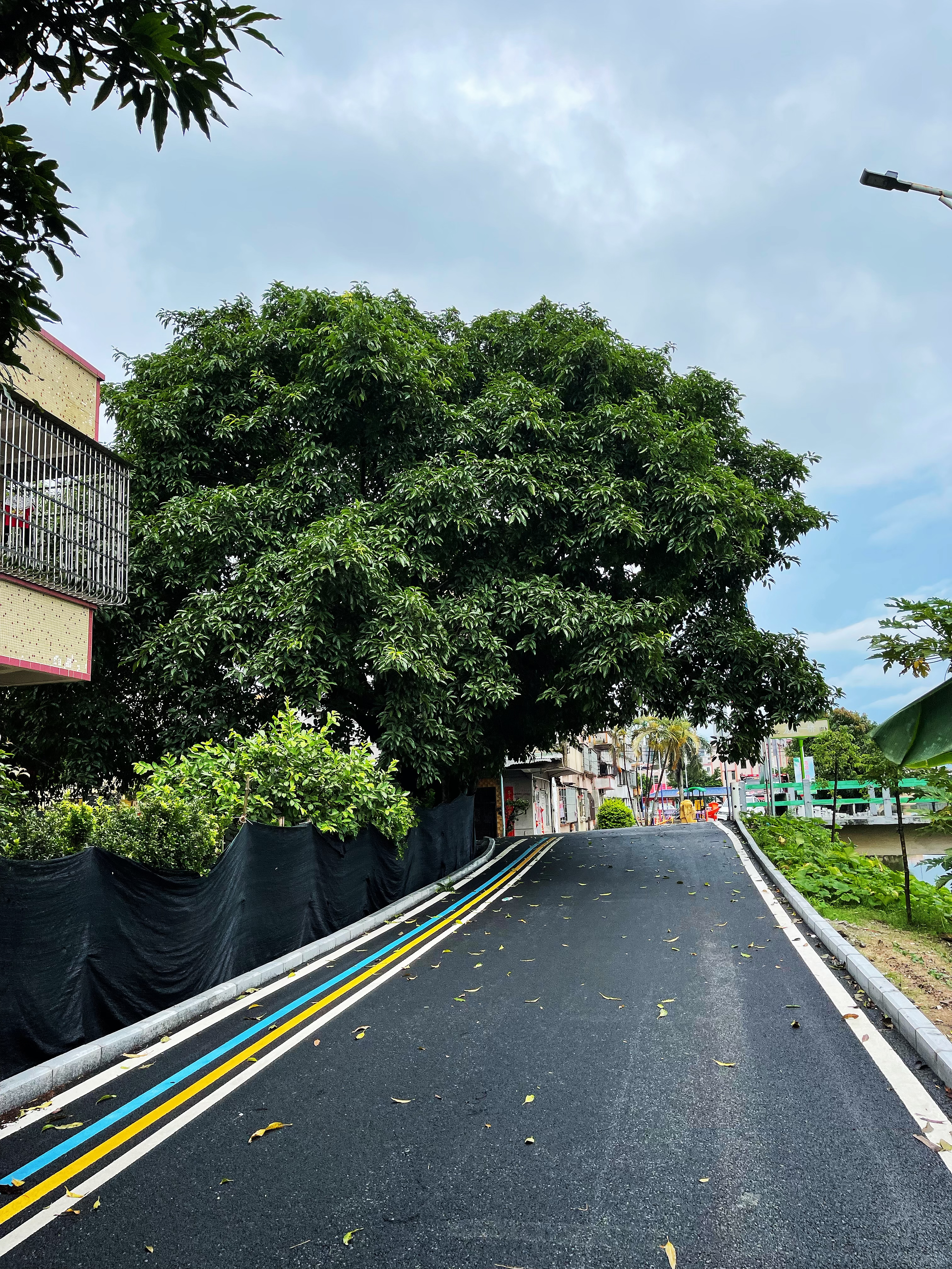 1龍勝一橋頭附近兩棵高大樹(shù)木不僅遮擋道路視線，還給村民們?cè)斐闪税踩[患.jpg